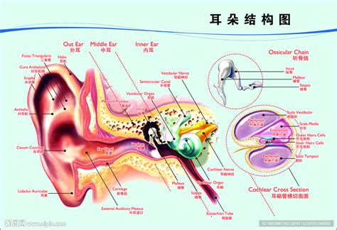 人的耳朵像什麼